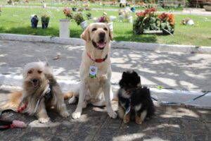 Vila Pet - Foto: Divulgação