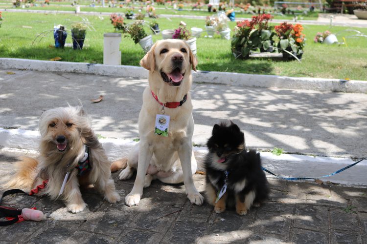 Vila Pet - Foto: Divulgação
