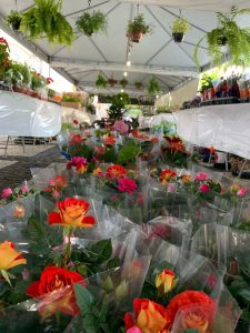 Festival Flores de Holambra/Divulgação